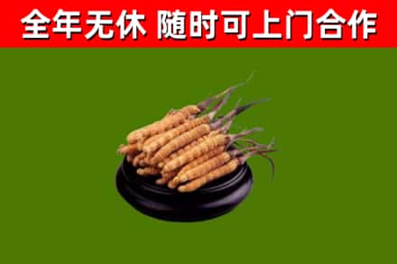 新乡县回收散虫草